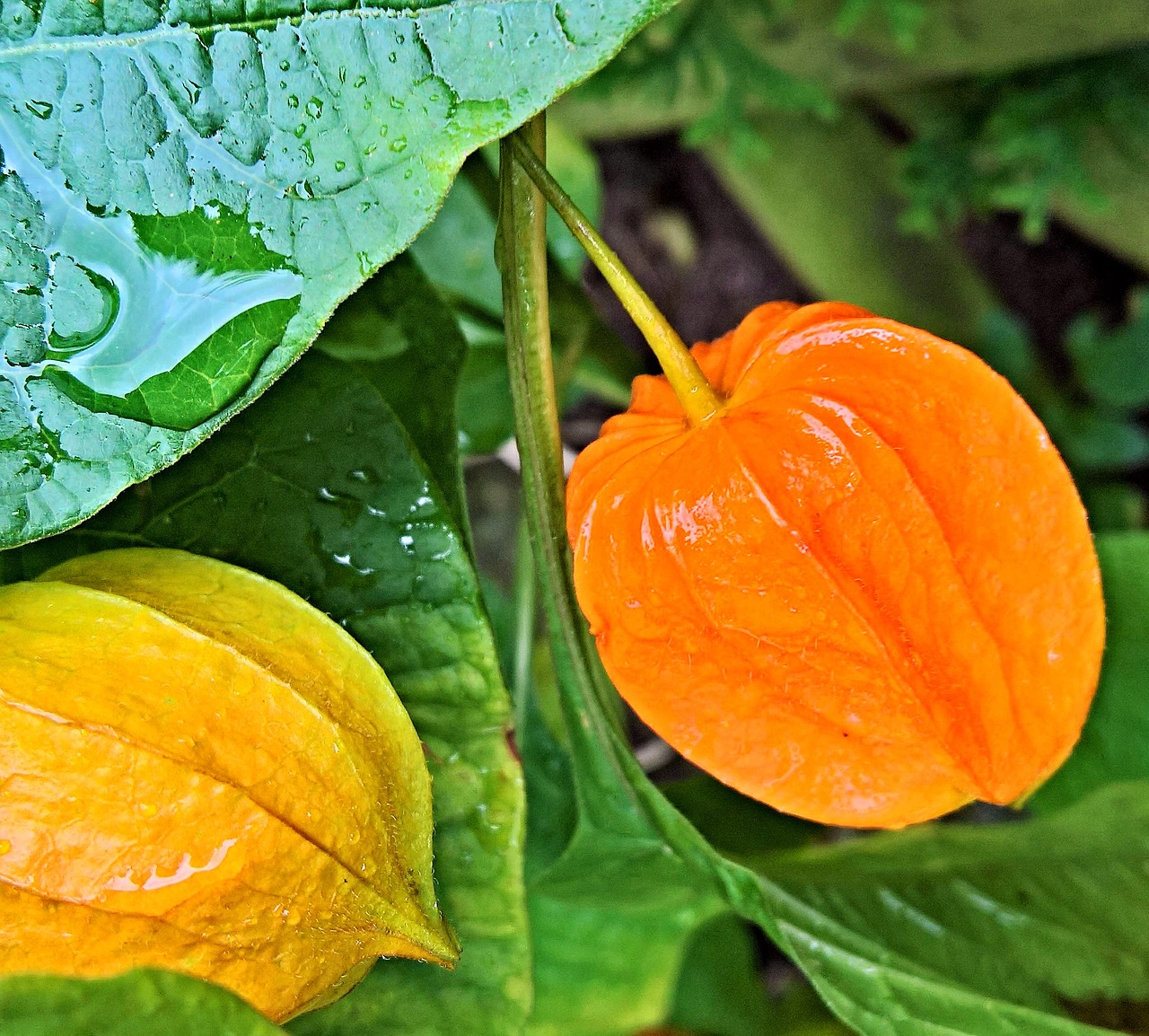 plant lampionblume nachtschattengewächs free photo