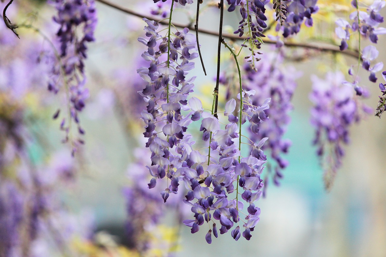 plant wisteria flower free photo