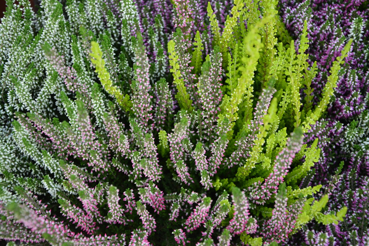 plant heather color free photo