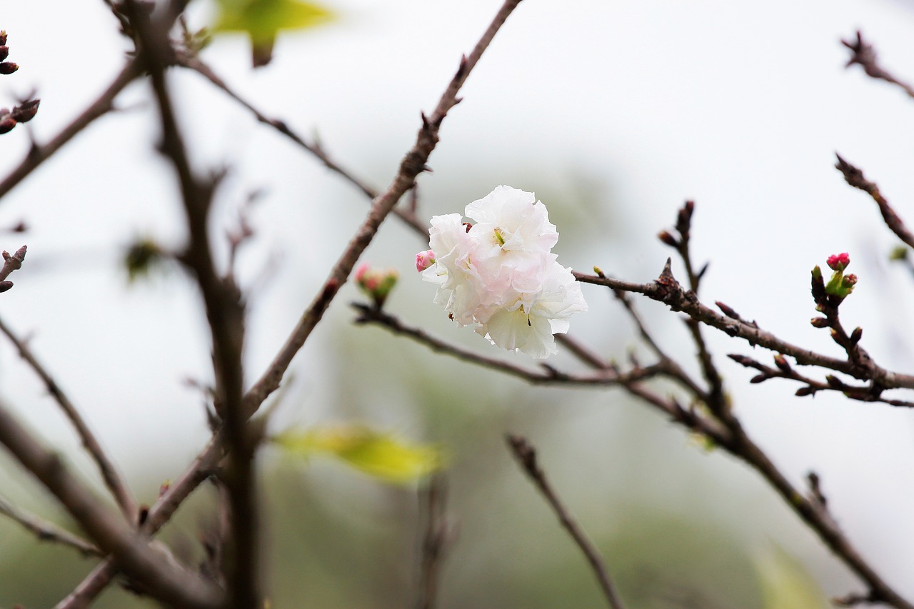 plant cherry blossoms chrysanthemum cherry free photo