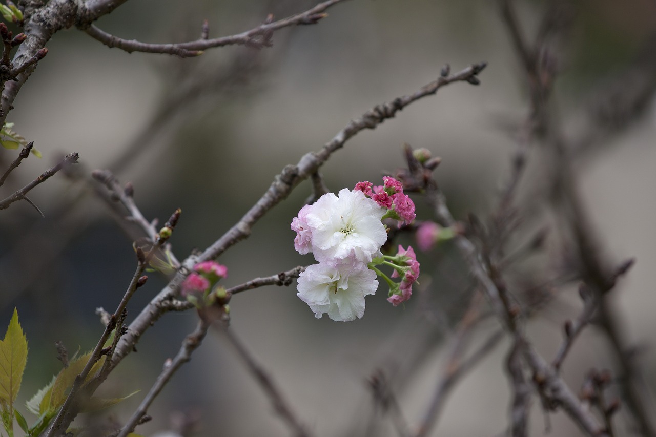 plant cherry blossoms chrysanthemum cherry free photo