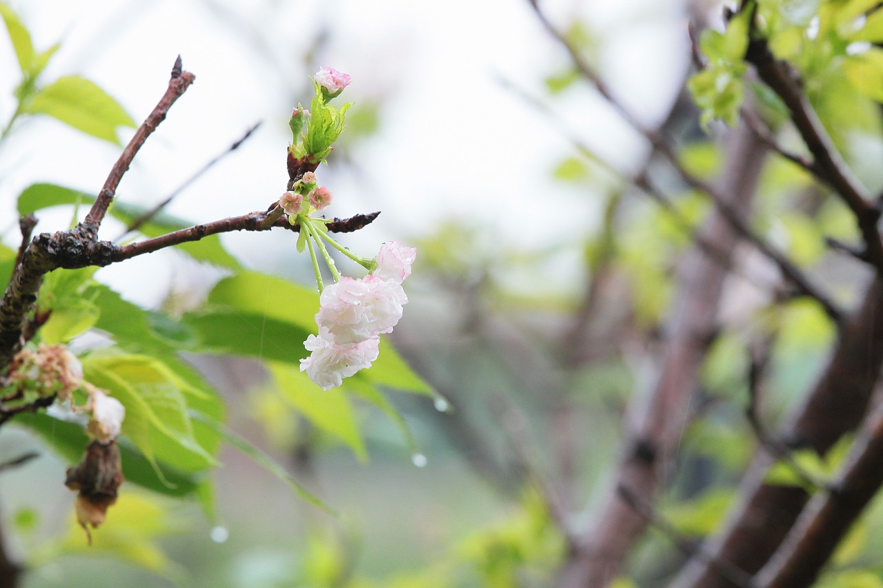 plant cherry blossoms chrysanthemum cherry free photo