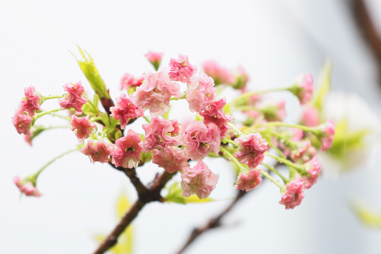 plant cherry blossoms chrysanthemum cherry free photo