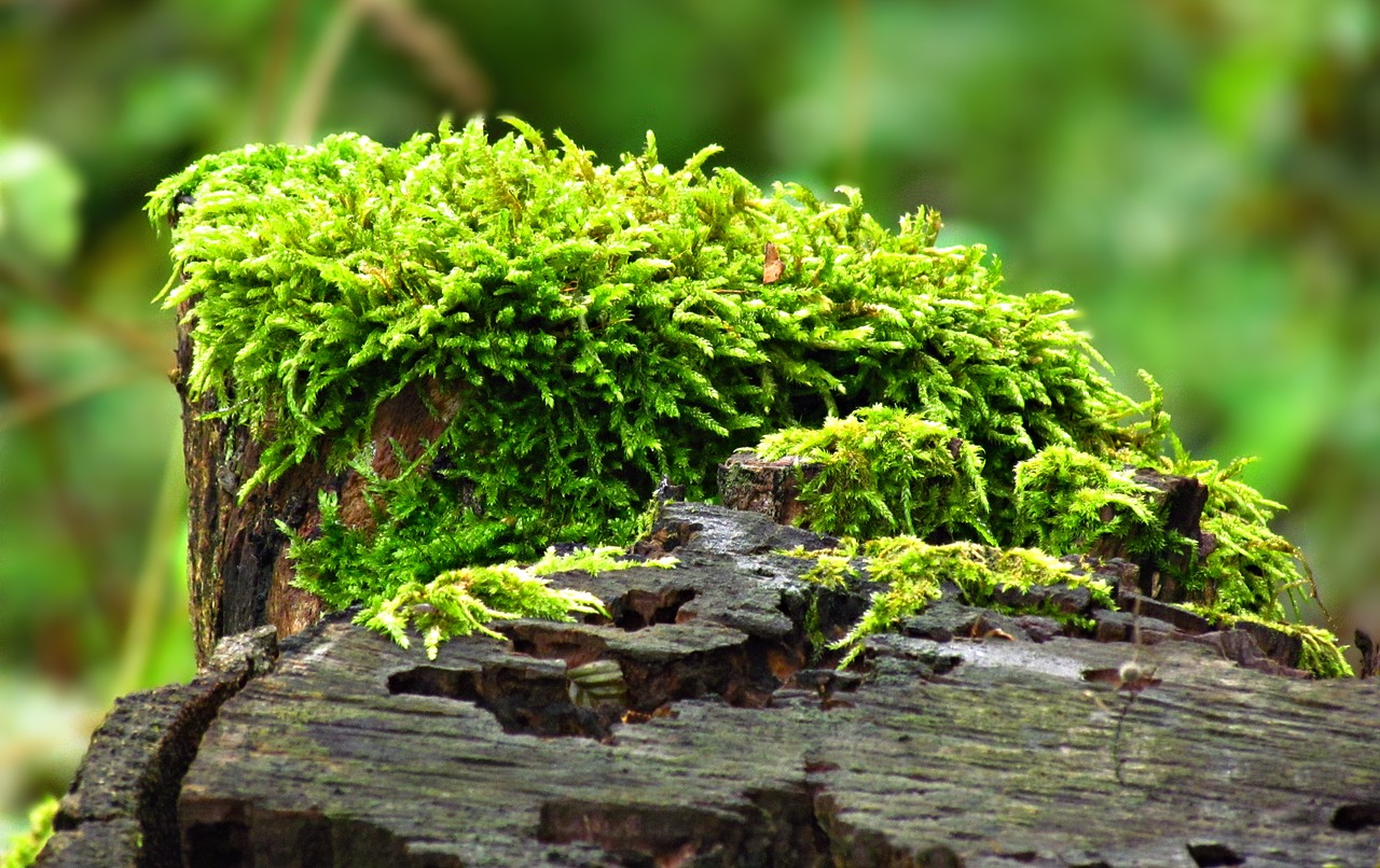 plant moss nature free photo