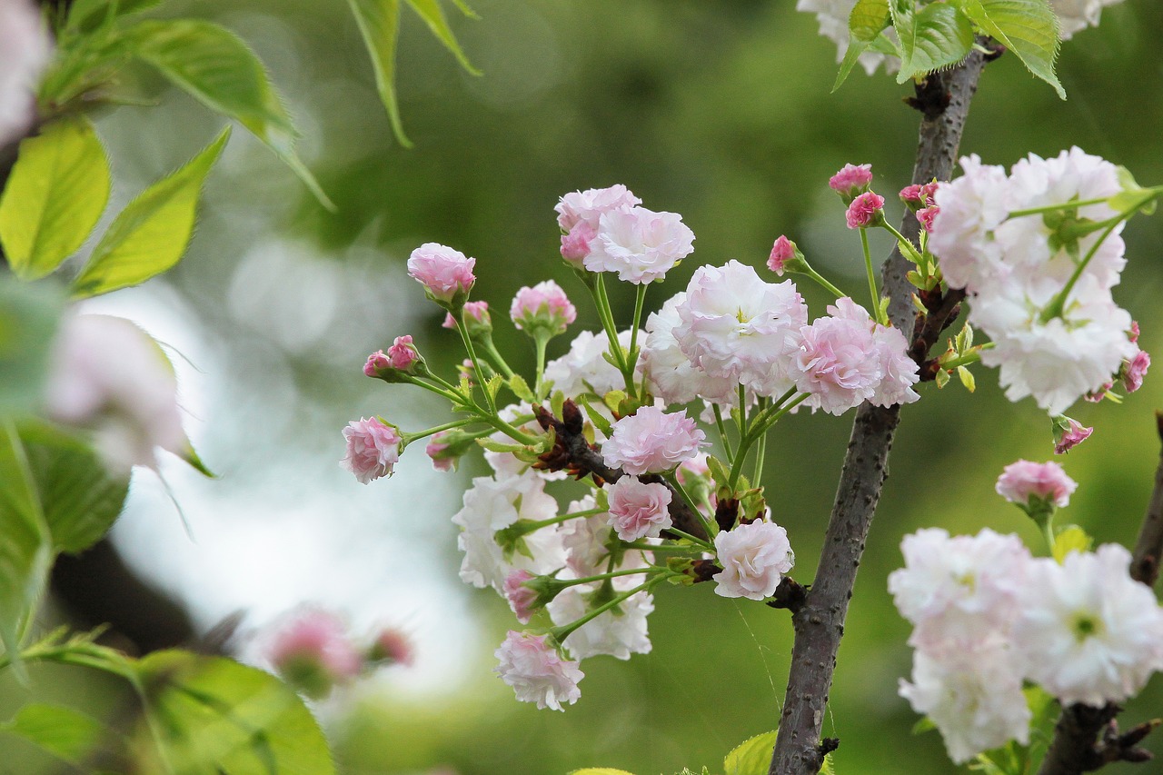 plant cherry blossoms chrysanthemum cherry free photo