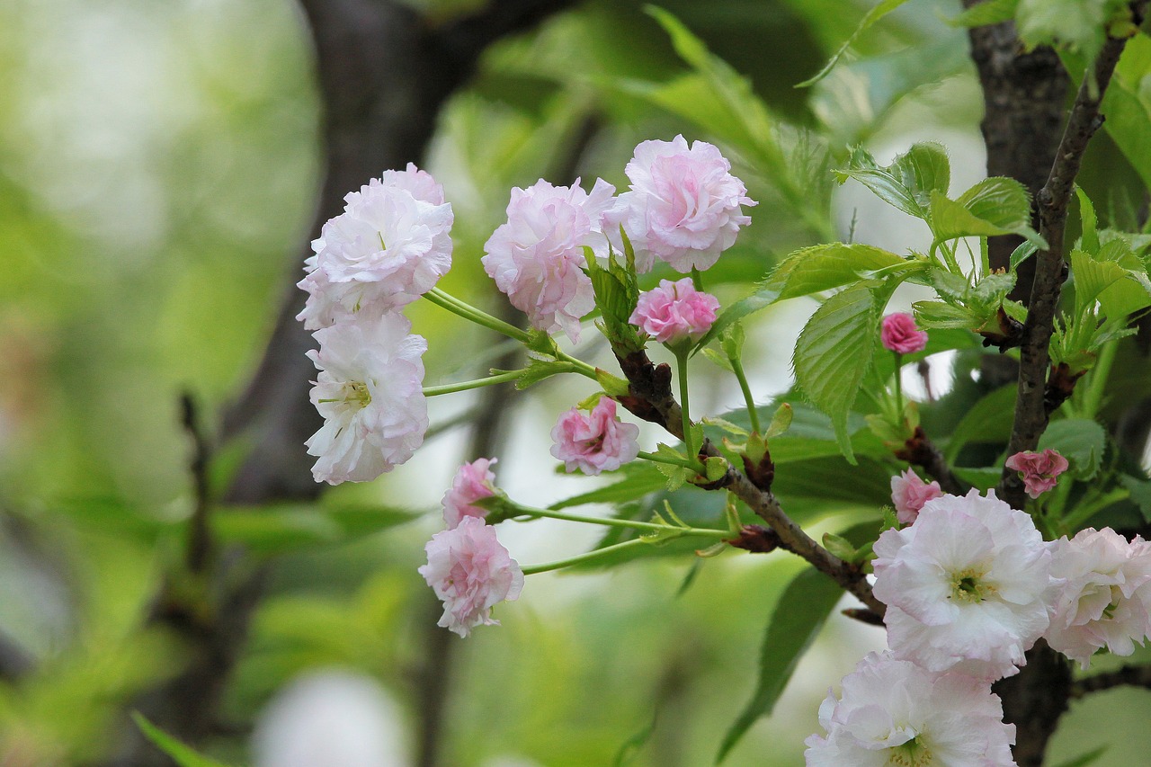 plant cherry blossoms chrysanthemum cherry free photo