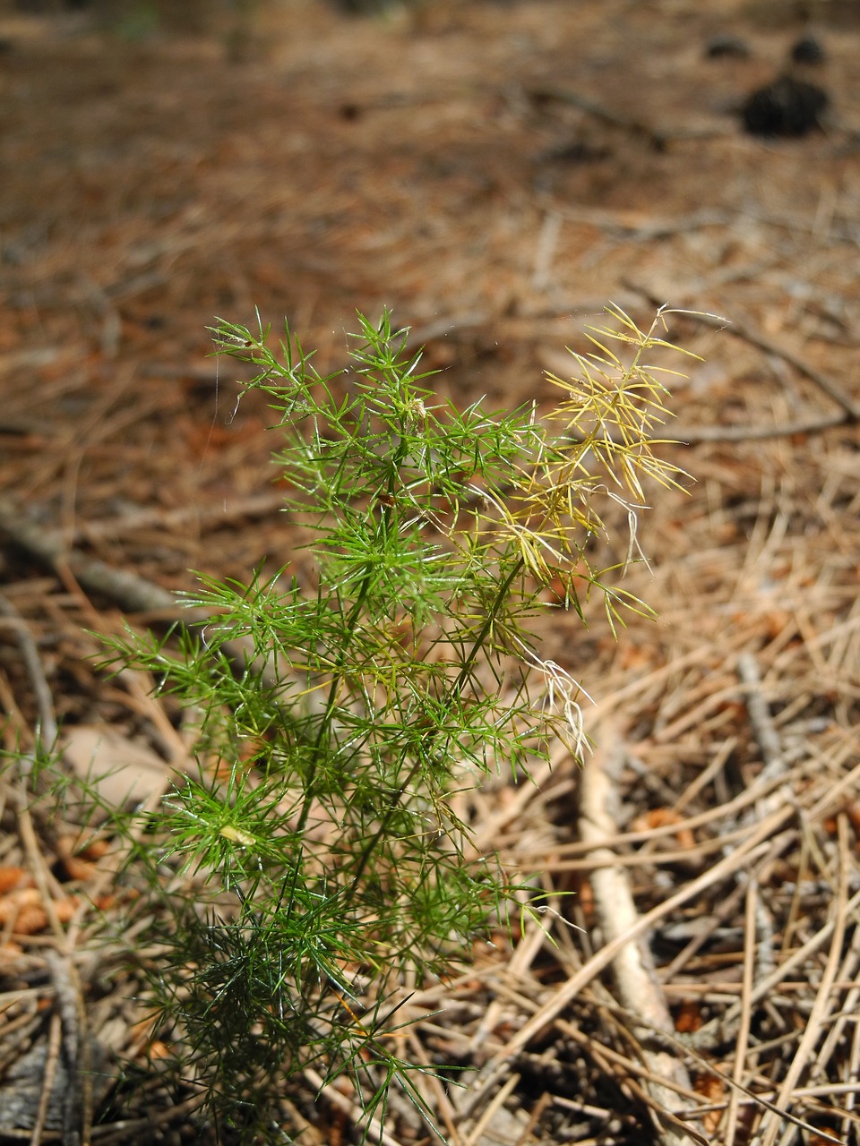 plant young shoot points free photo