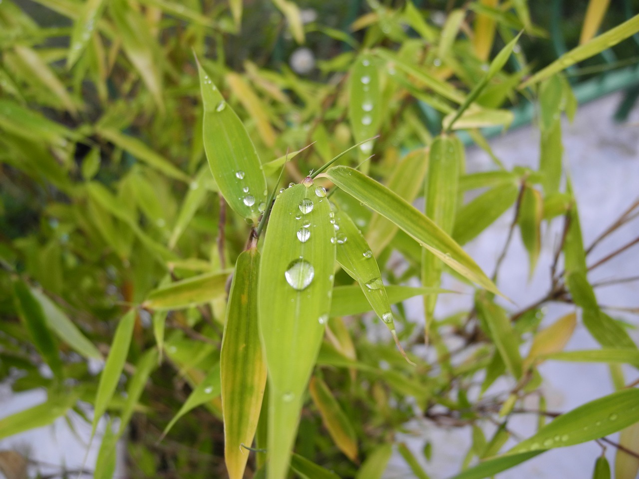 plant green leaves drops of water free photo