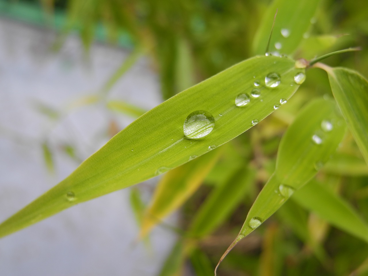 plant green leaves drops of water free photo