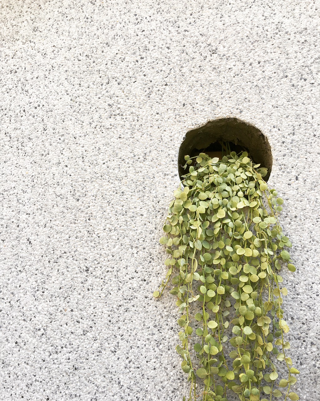 Edit free photo of Plant,green,wall,texture,nature - needpix.com