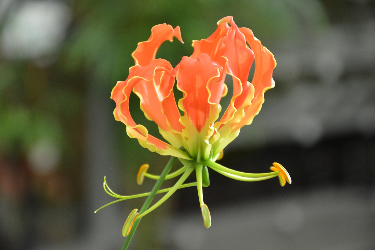 plant flower gloriosa headband orange free photo
