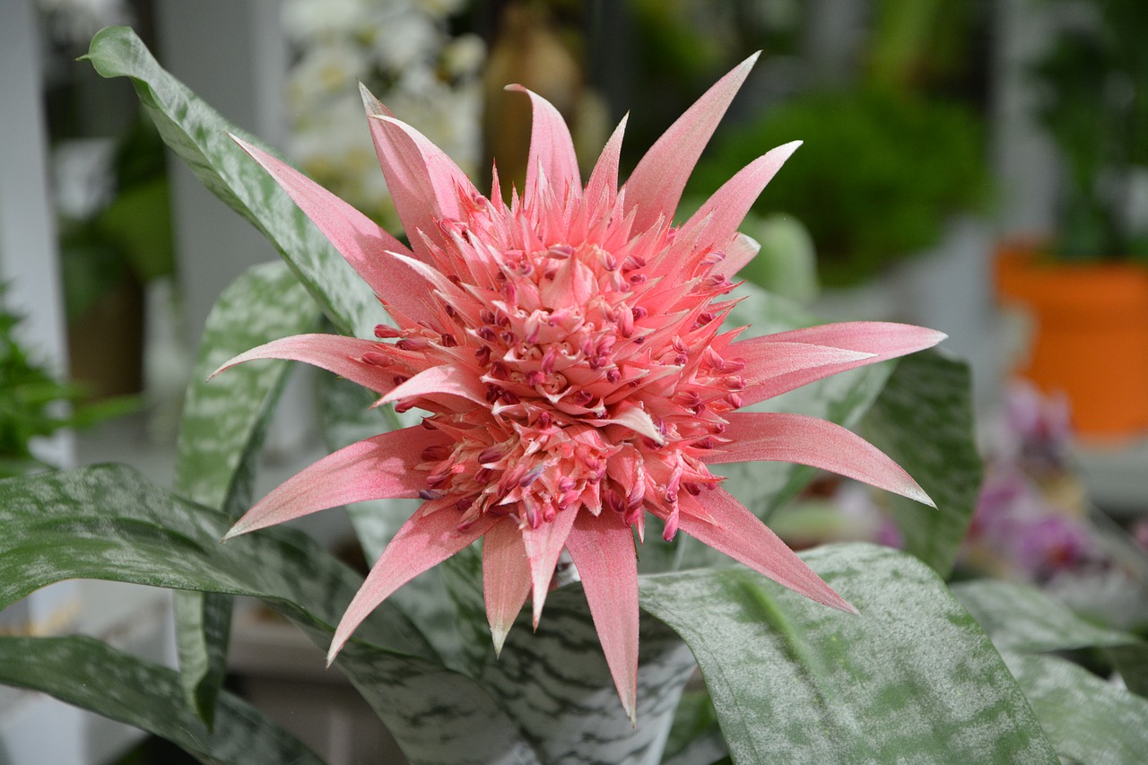 plant succulent aechmea nature free photo