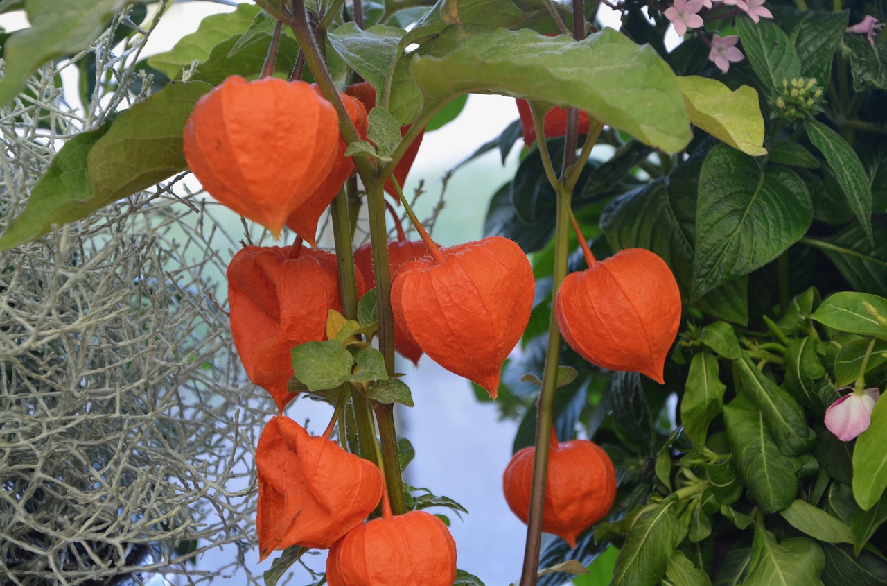 plant physalis color orange free photo
