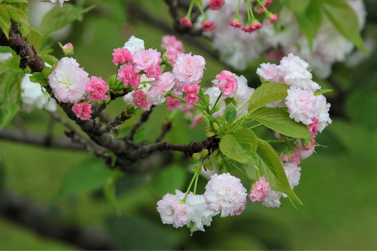 plant cherry blossoms chrysanthemum cherry free photo