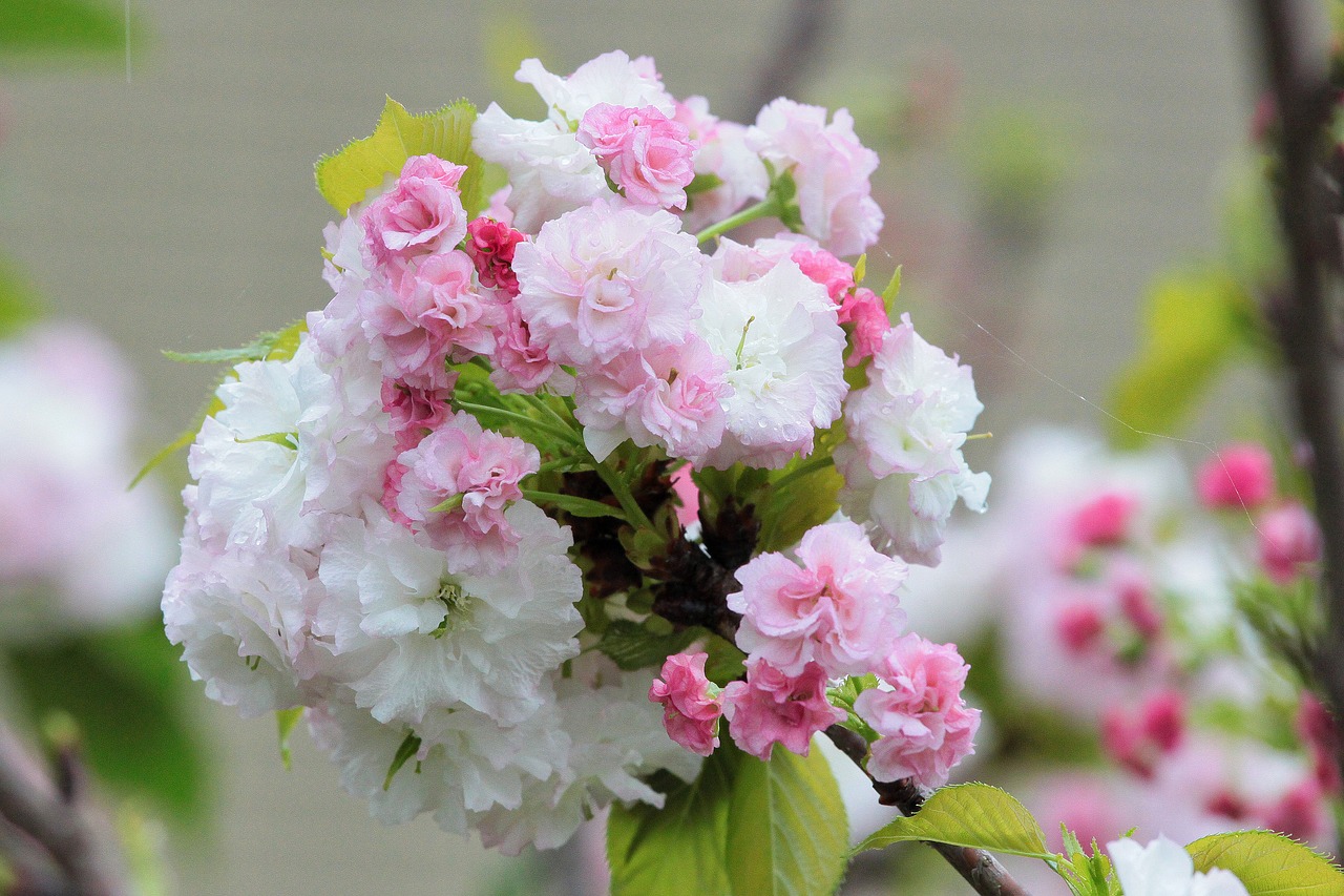 plant cherry blossoms chrysanthemum cherry free photo