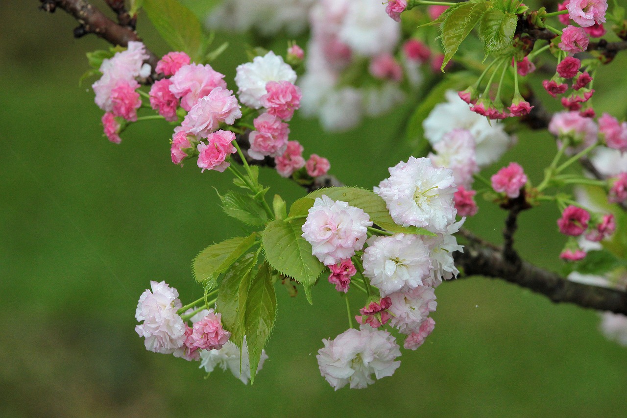 plant cherry blossoms chrysanthemum cherry free photo