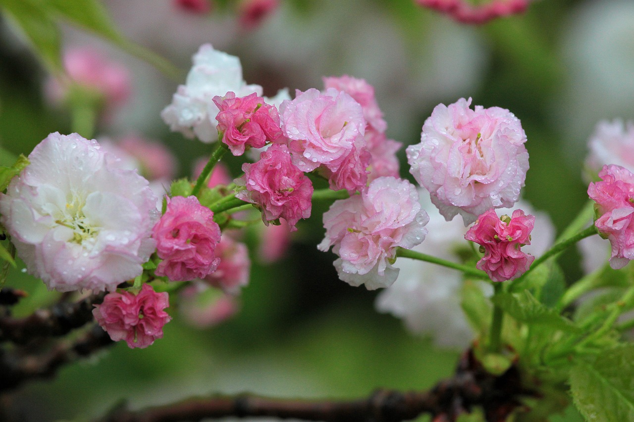 plant cherry blossoms chrysanthemum cherry free photo