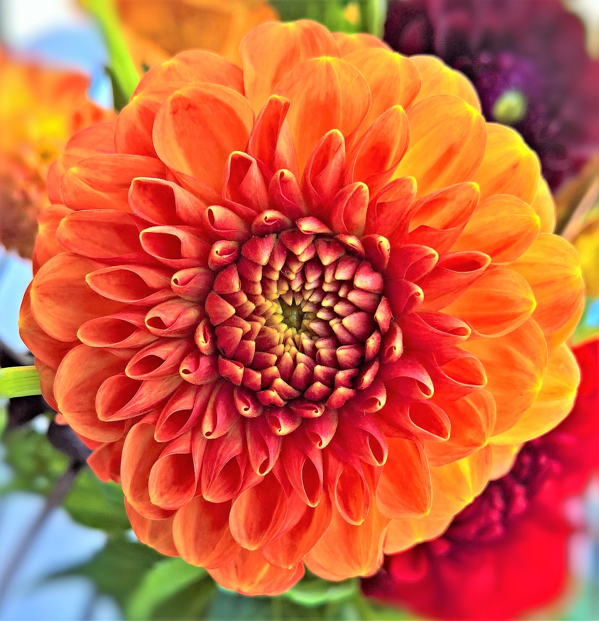 plant dahlia flower garden free photo