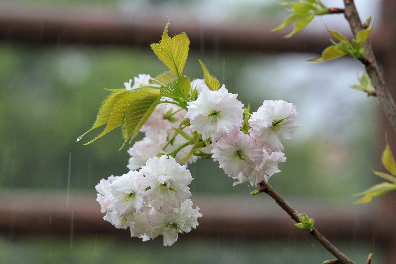 plant cherry blossoms chrysanthemum cherry free photo