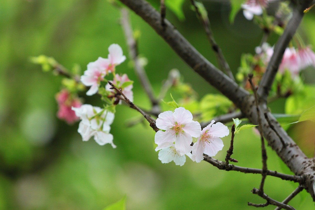 plant cherry blossoms the big island of sakura free photo