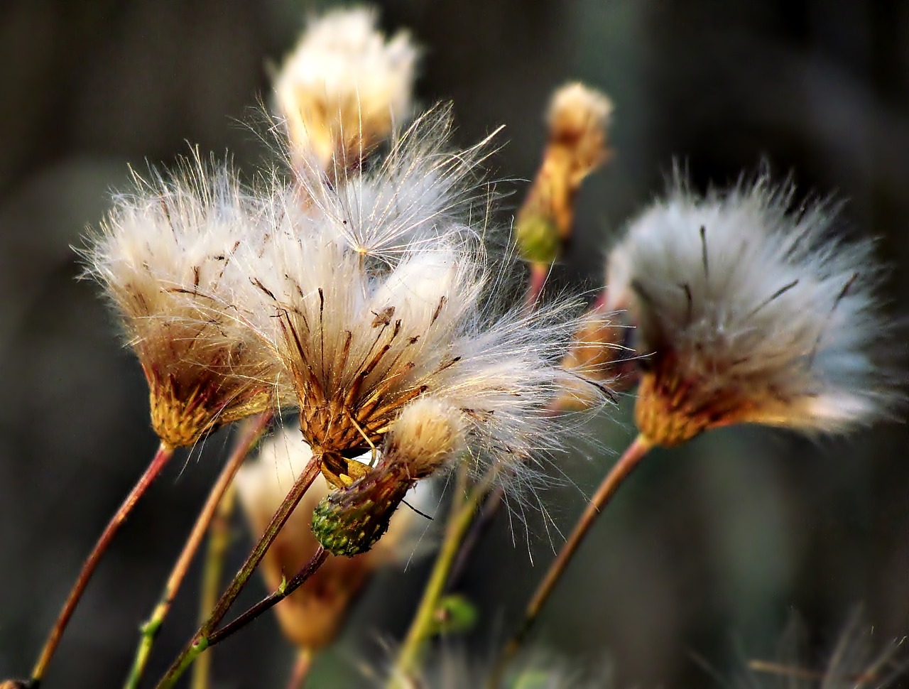 plant thistle nature free photo