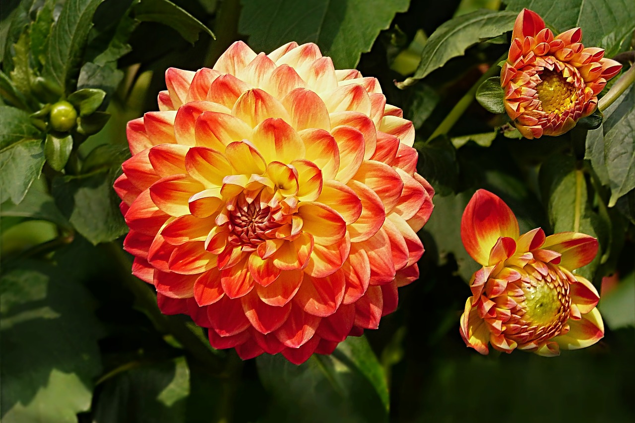 plant flower dahlia free photo