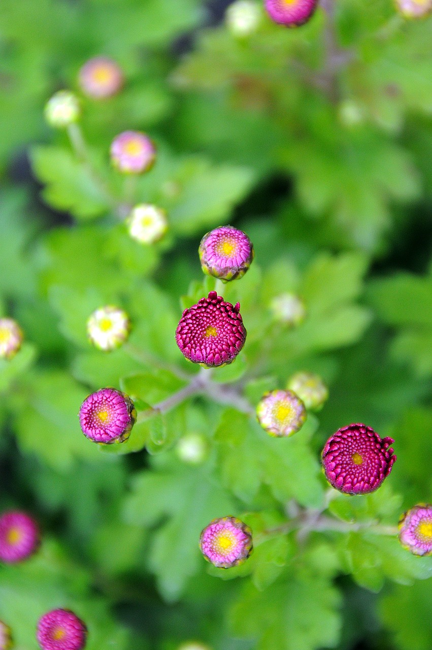 plant green foliage free photo