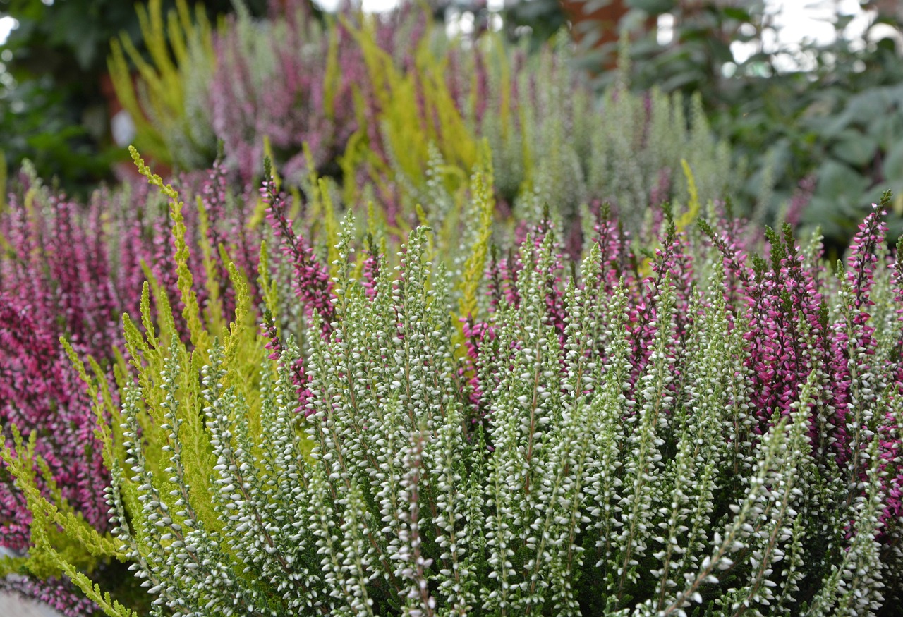 plant heather colors free photo