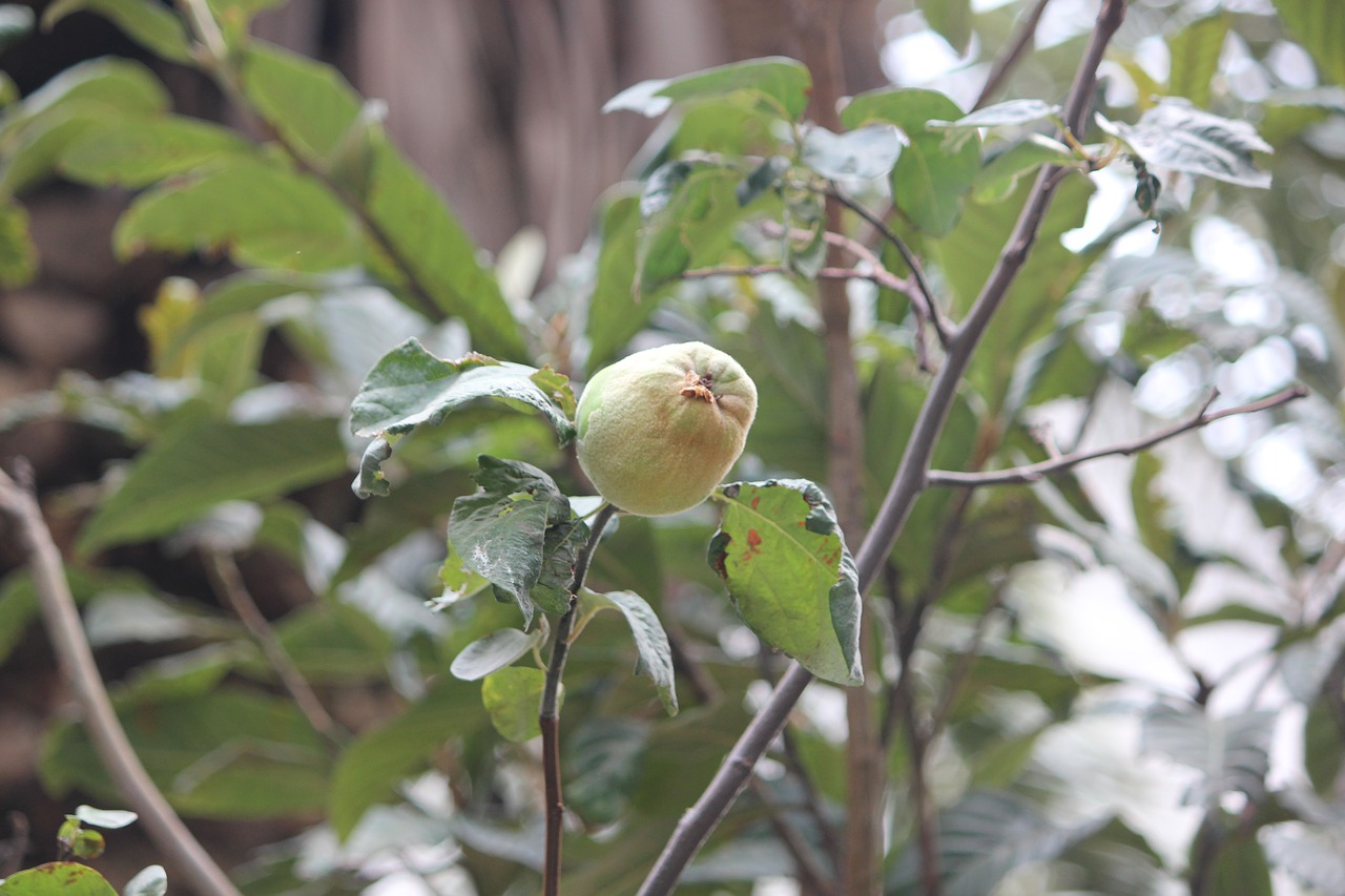 plant quince fresh free photo