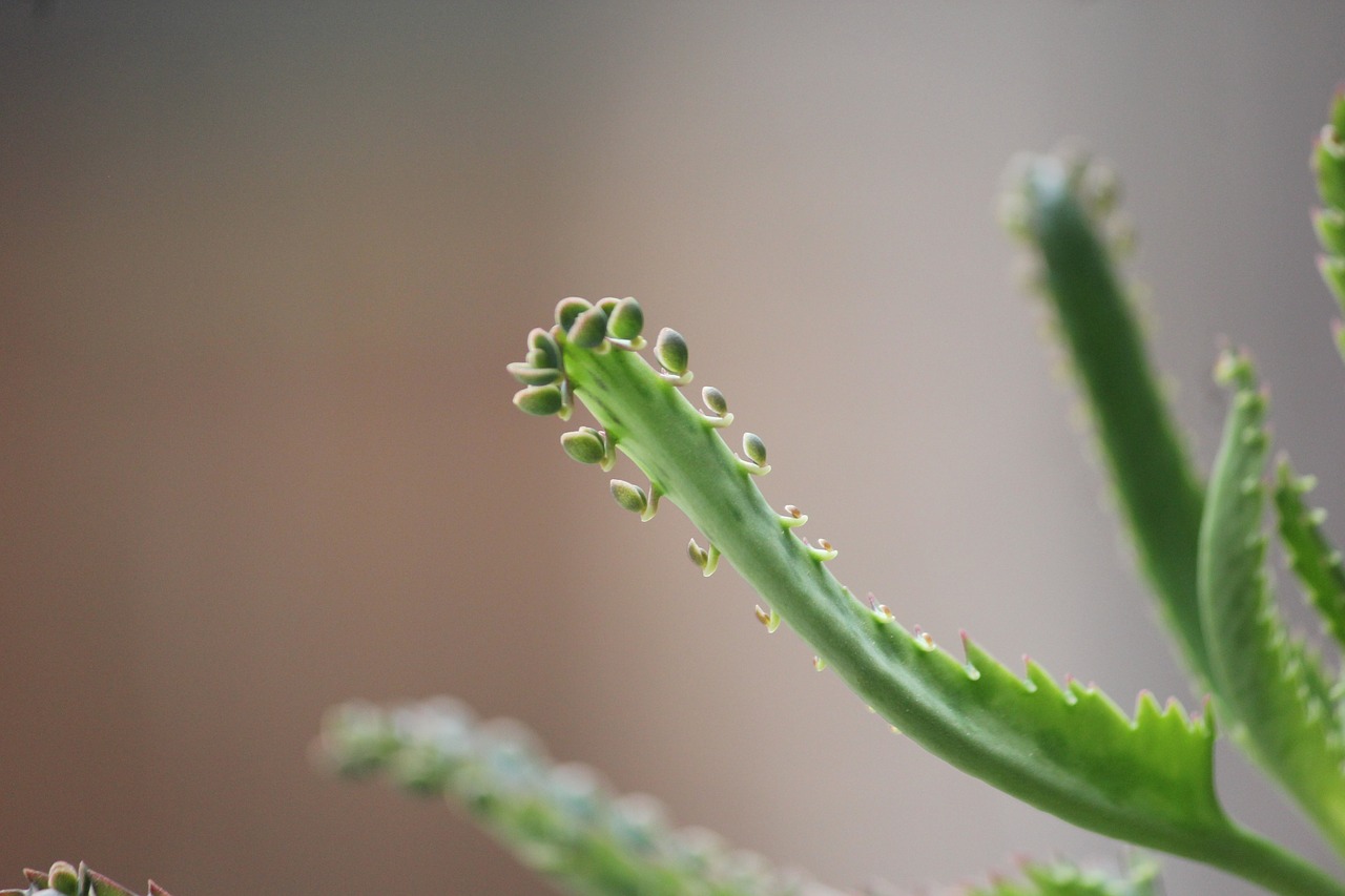 plant domestic garden free photo