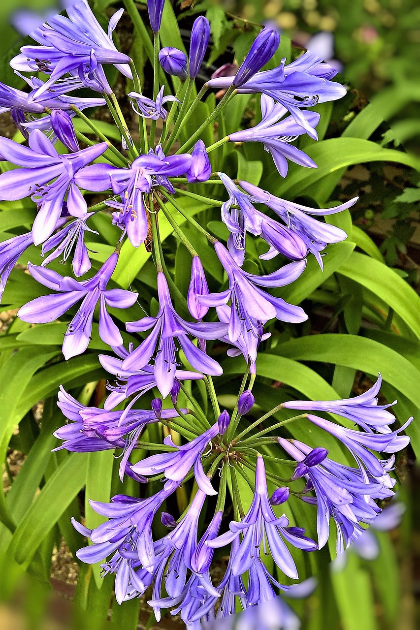 plant agapanthus royal lily free photo