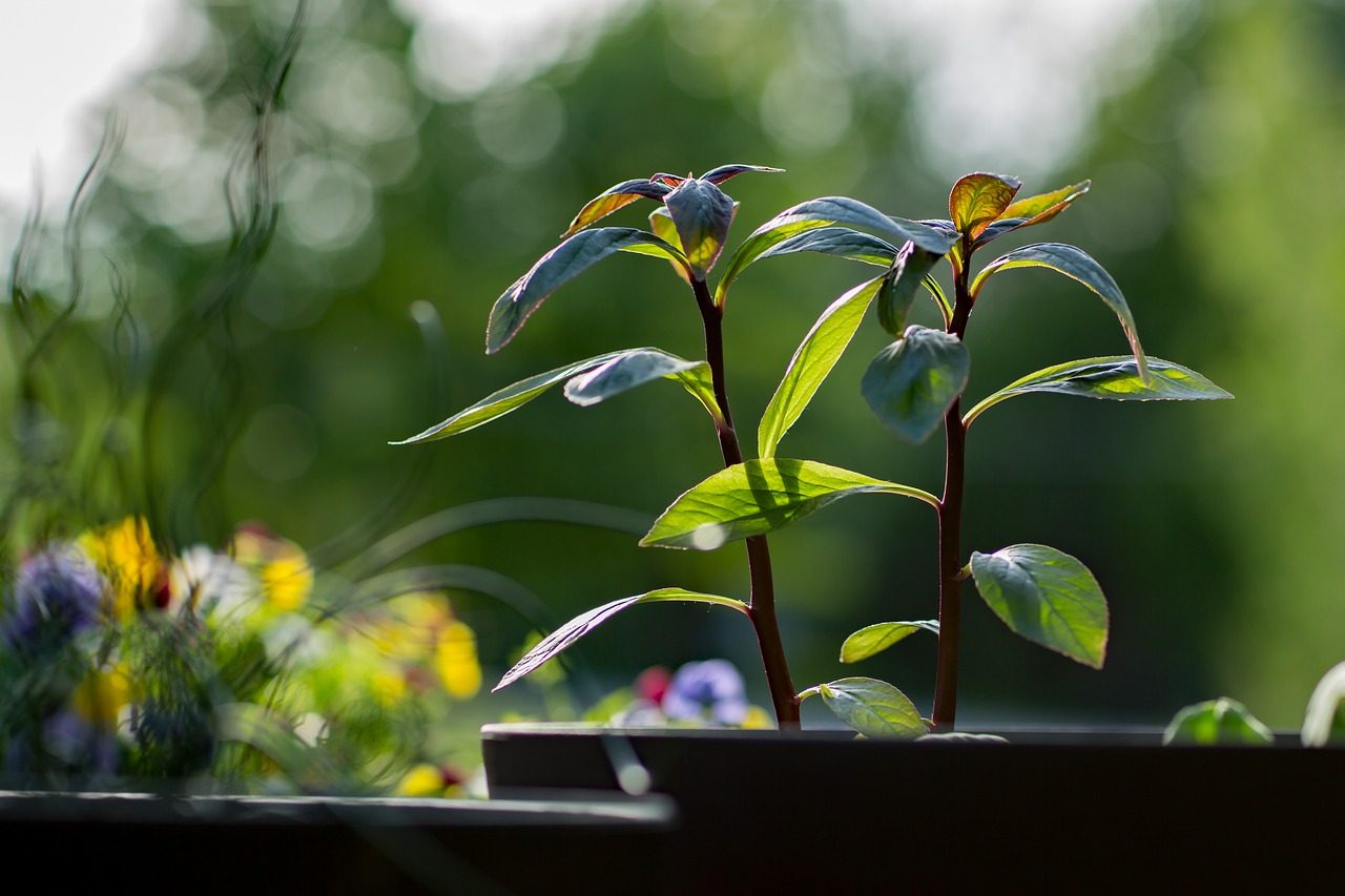 plant summer nature free photo