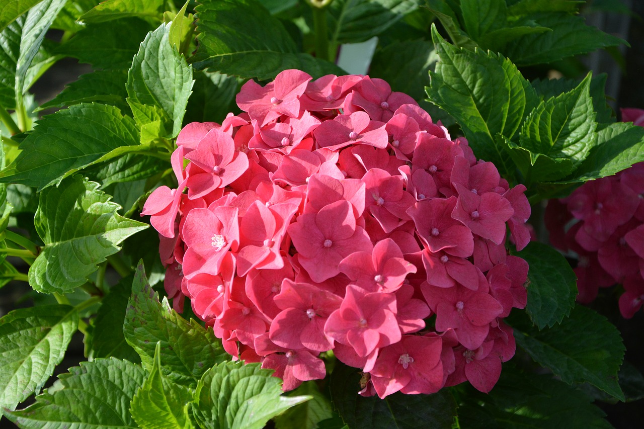 plant hydrangea red flower free photo