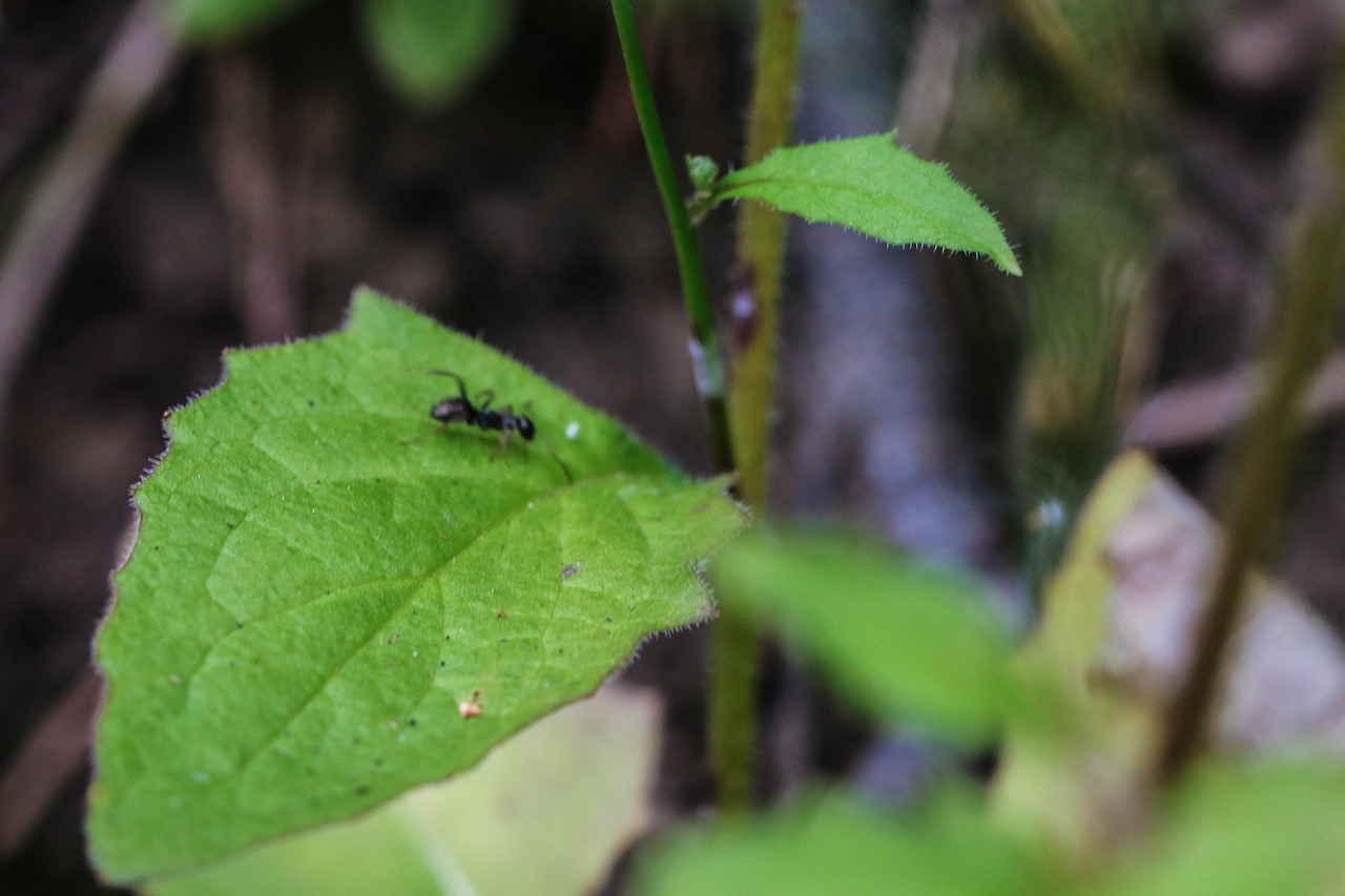 plant ant nature free photo