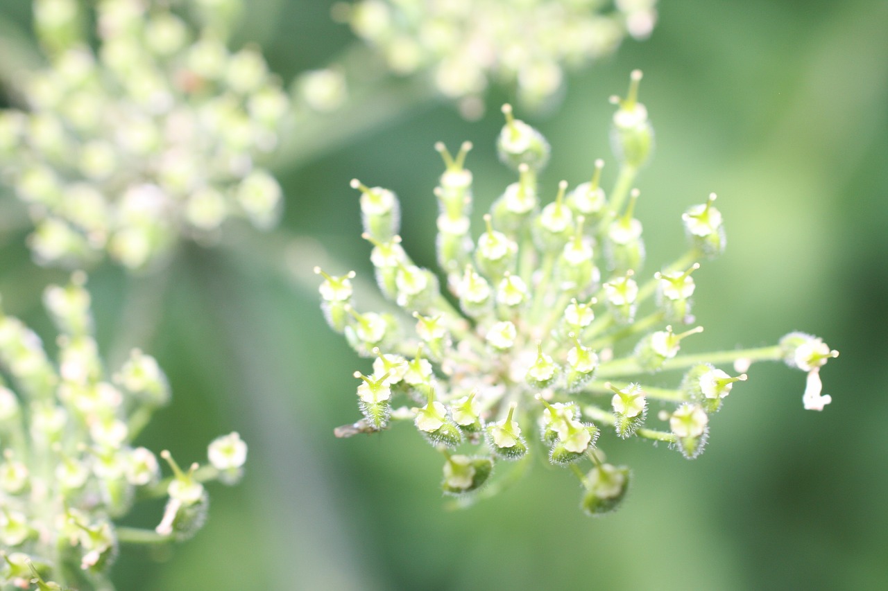 plant green blossom free photo