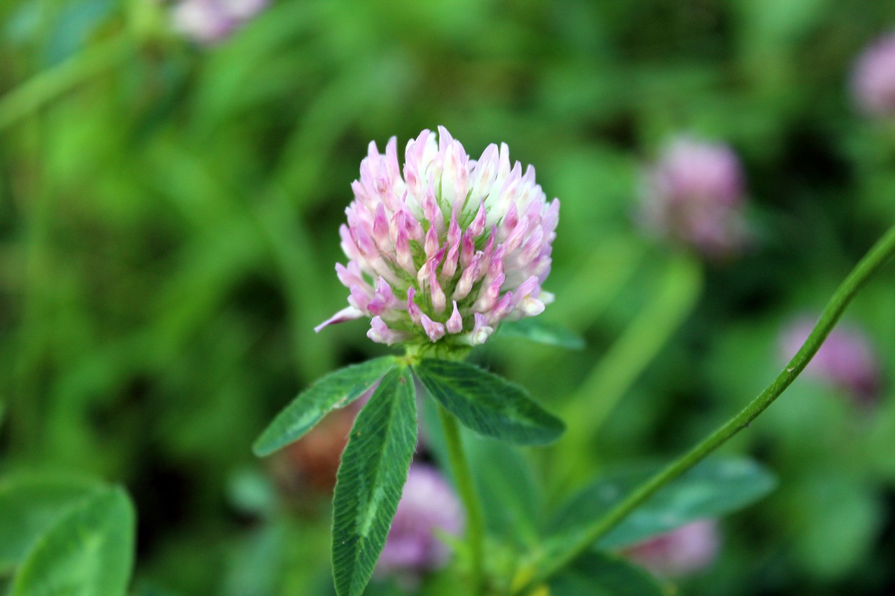 plant clover meadow free photo