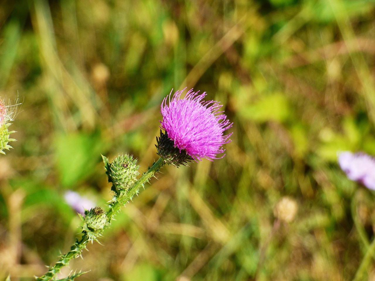 plant flower thistle free photo