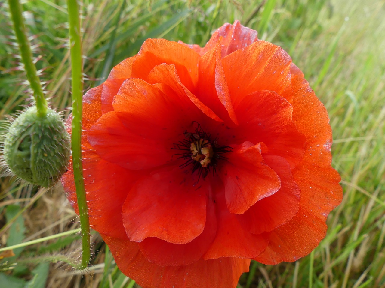 plant flowers poppy free photo