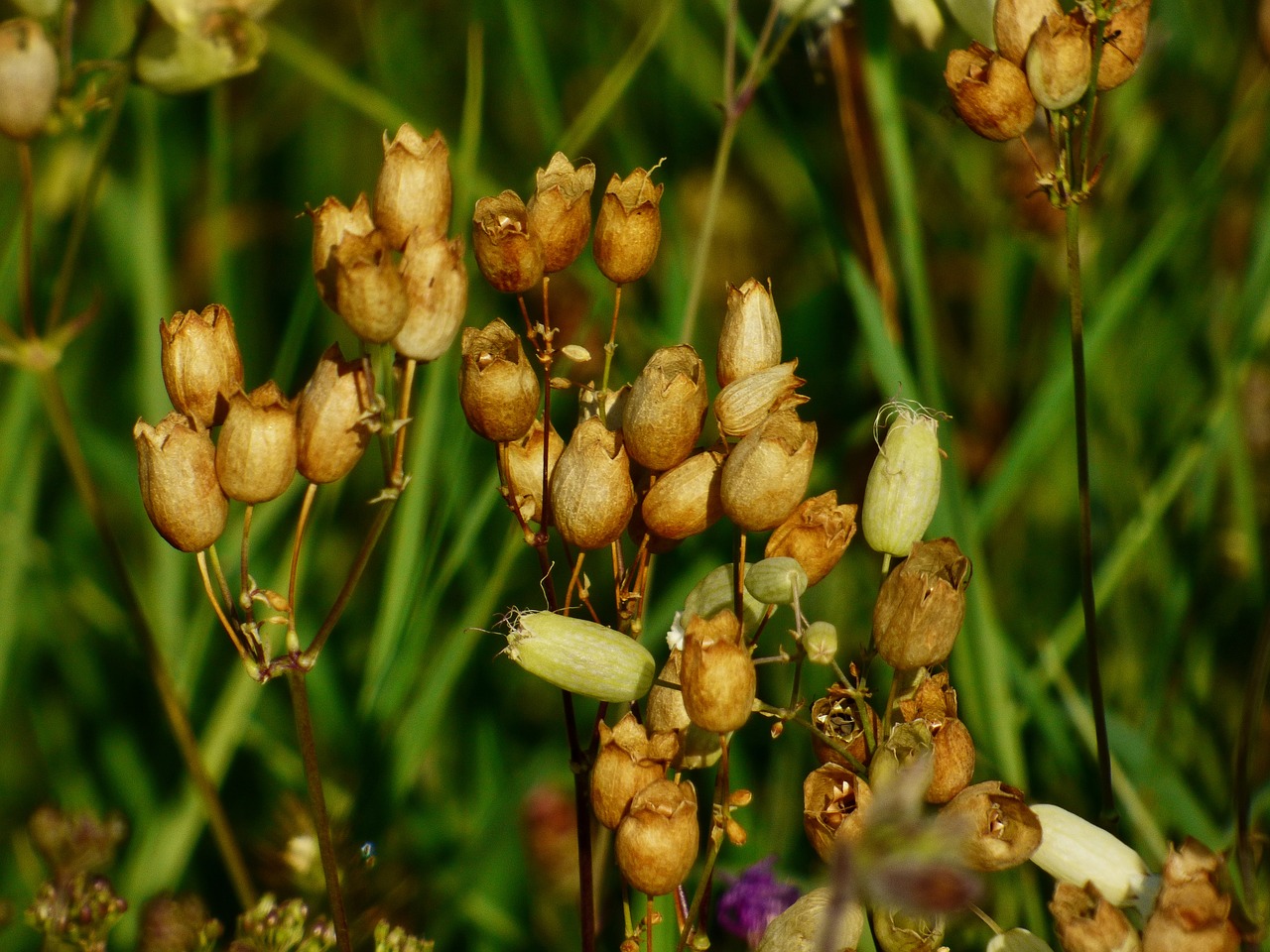 plant meadow nature free photo