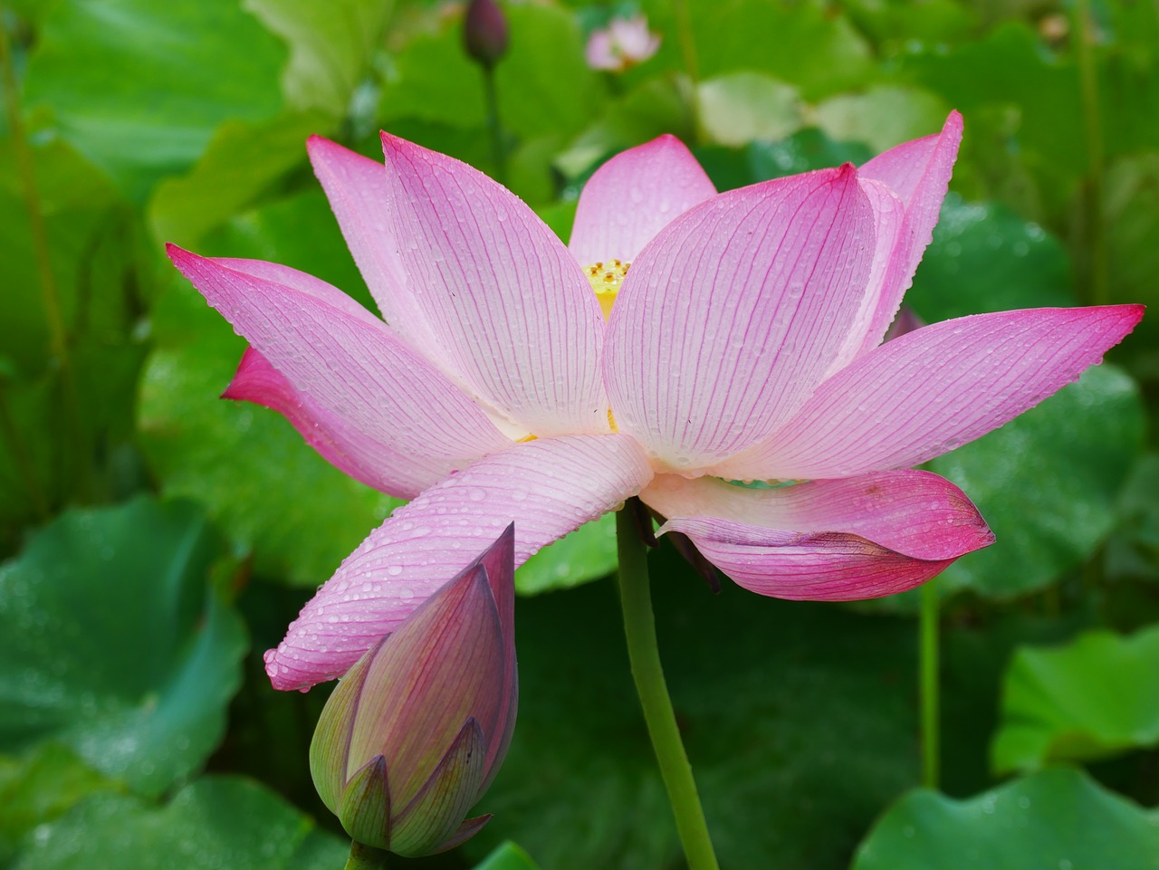 plant lotus rain free photo