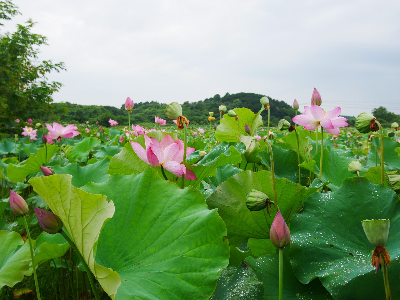 plant lotus rain free photo