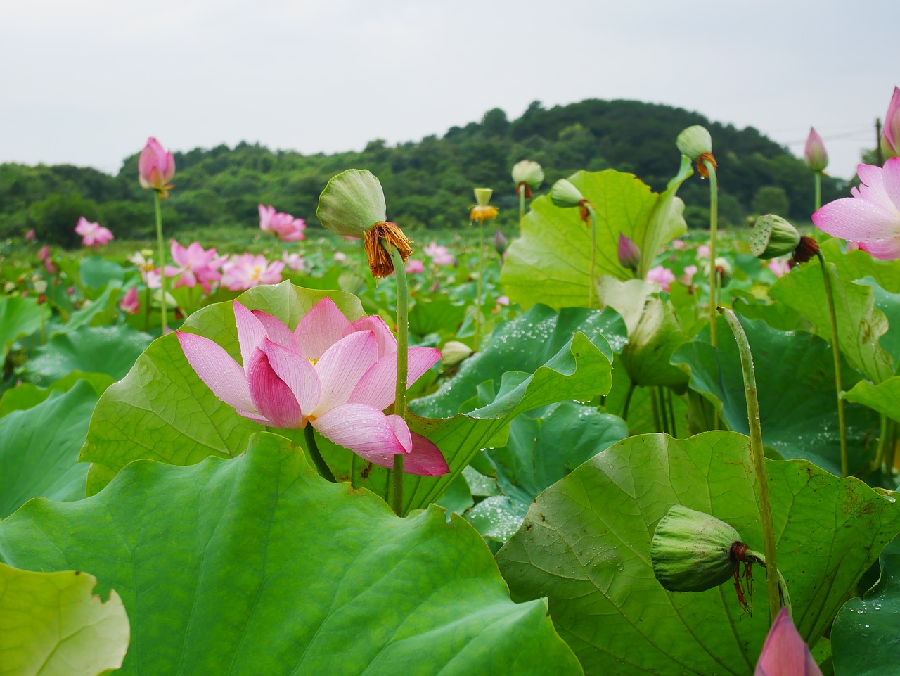 plant lotus rain free photo