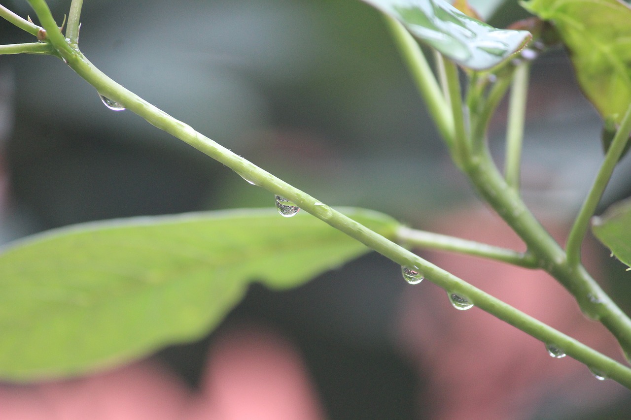 plant branch focused free photo