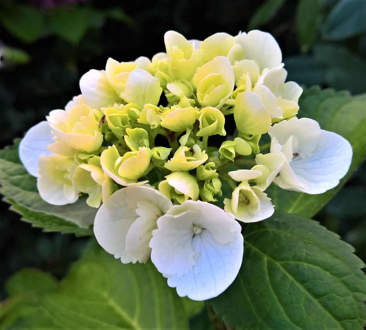 plant hydrangea blossom free photo