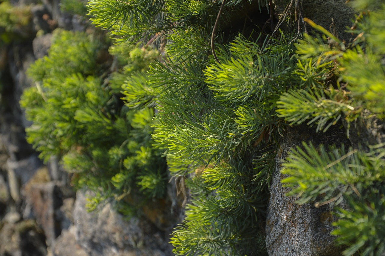 plant fouling green free photo