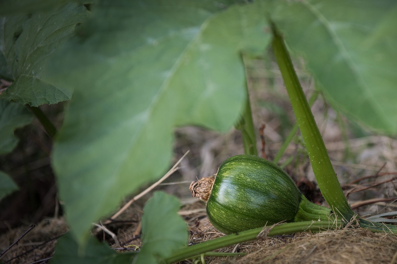 plant pumpkin leaf free photo