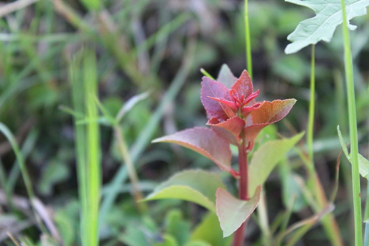 plant outdoor nature free photo