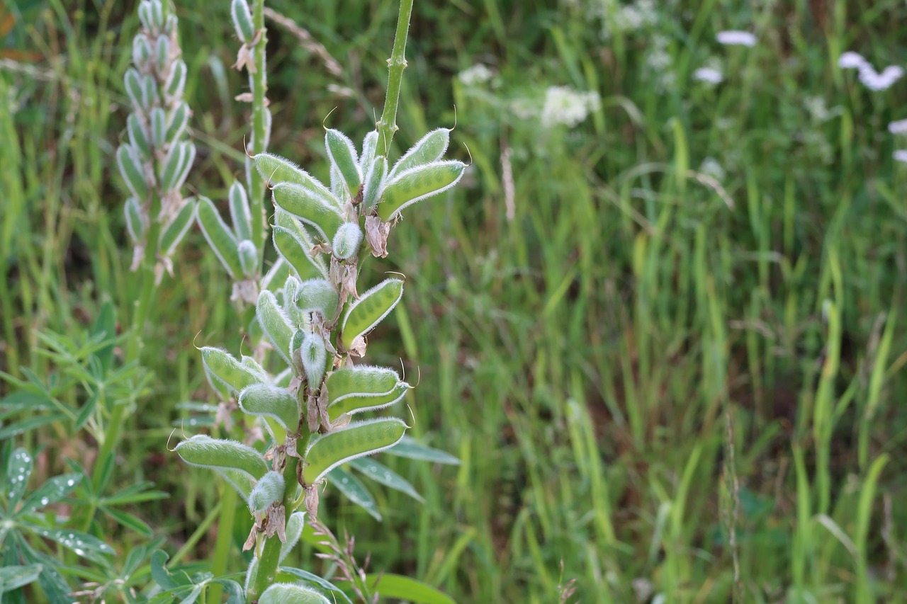 plant green meadow free photo