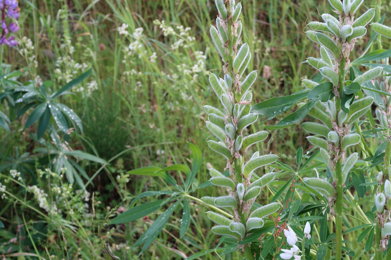 plant green meadow free photo