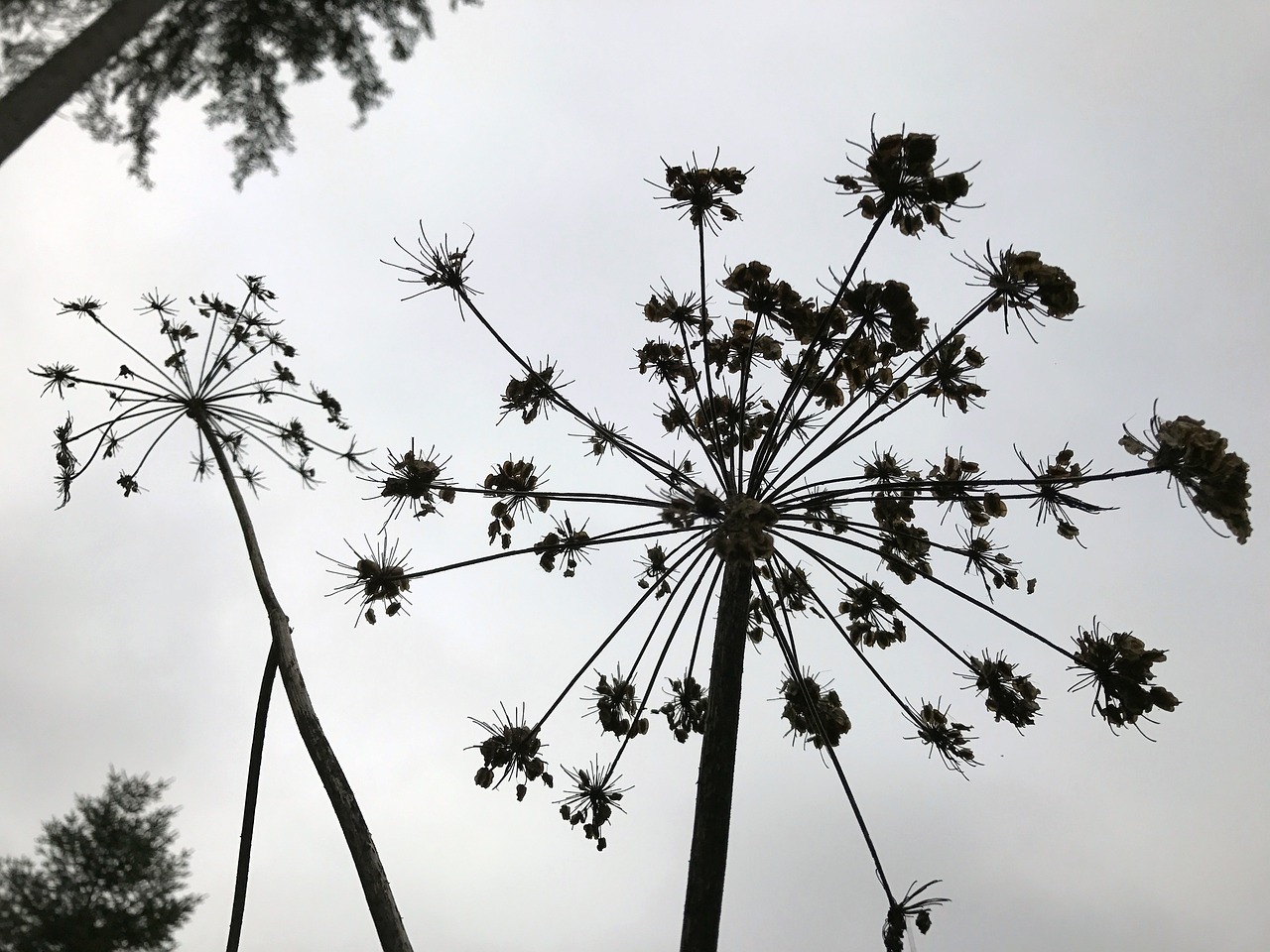 plant silhouette black and white free photo